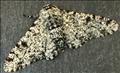 1931 (70.252) Peppered Moth